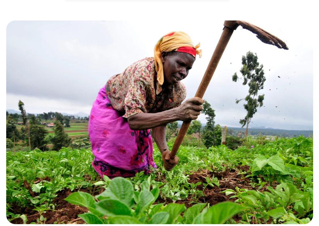 Why you should stop growing vegetables with fertilizer; Prof. Musa