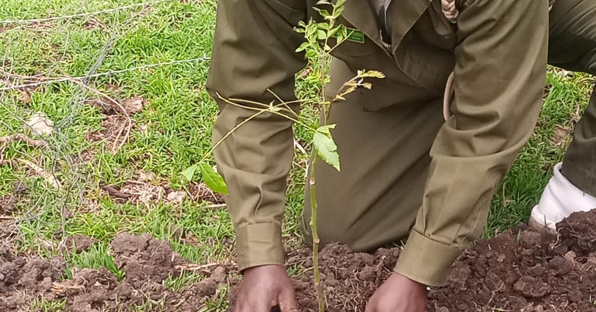 KFS gives 2,000 seedlings