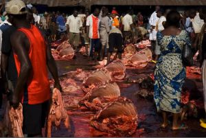 How Safe Is The Beef From Our Abattoir