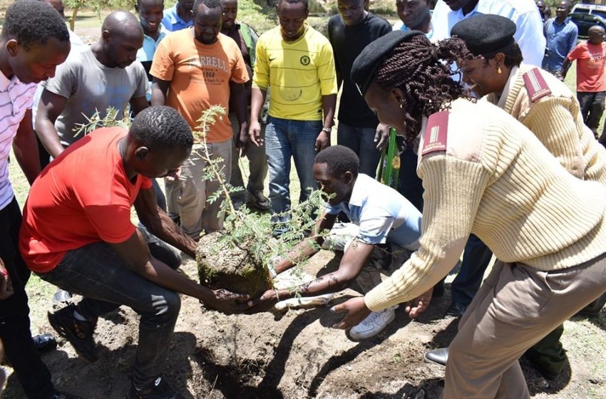 Nakuru County to plant 10 million trees
