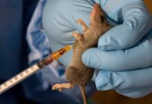 Lassa Fever in Nigeria: A Growing Threat and What Must Be Done