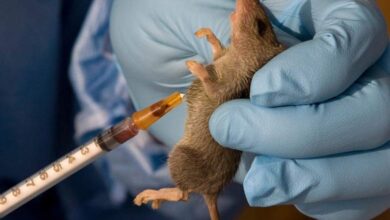 Lassa Fever in Nigeria: A Growing Threat and What Must Be Done