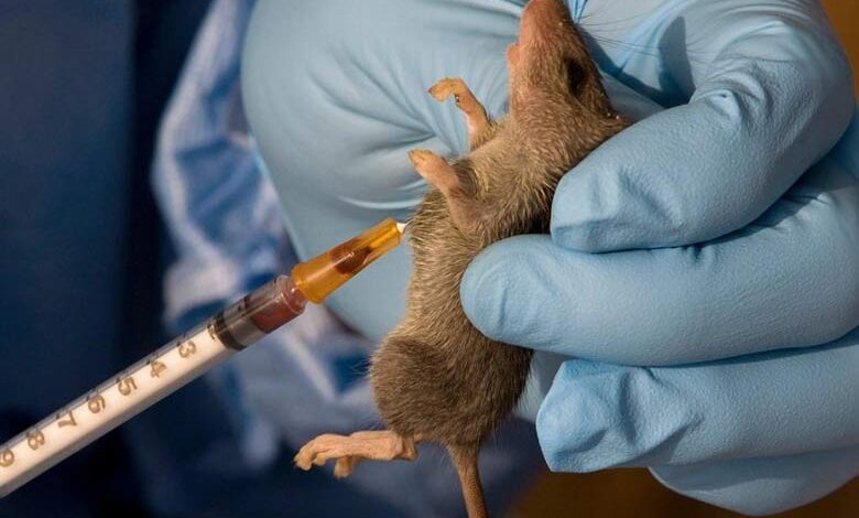 Lassa Fever in Nigeria: A Growing Threat and What Must Be Done